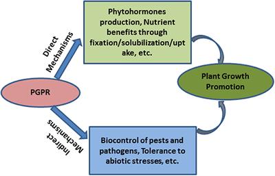 PGPR Mediated Alterations in Root Traits: Way Toward Sustainable Crop Production